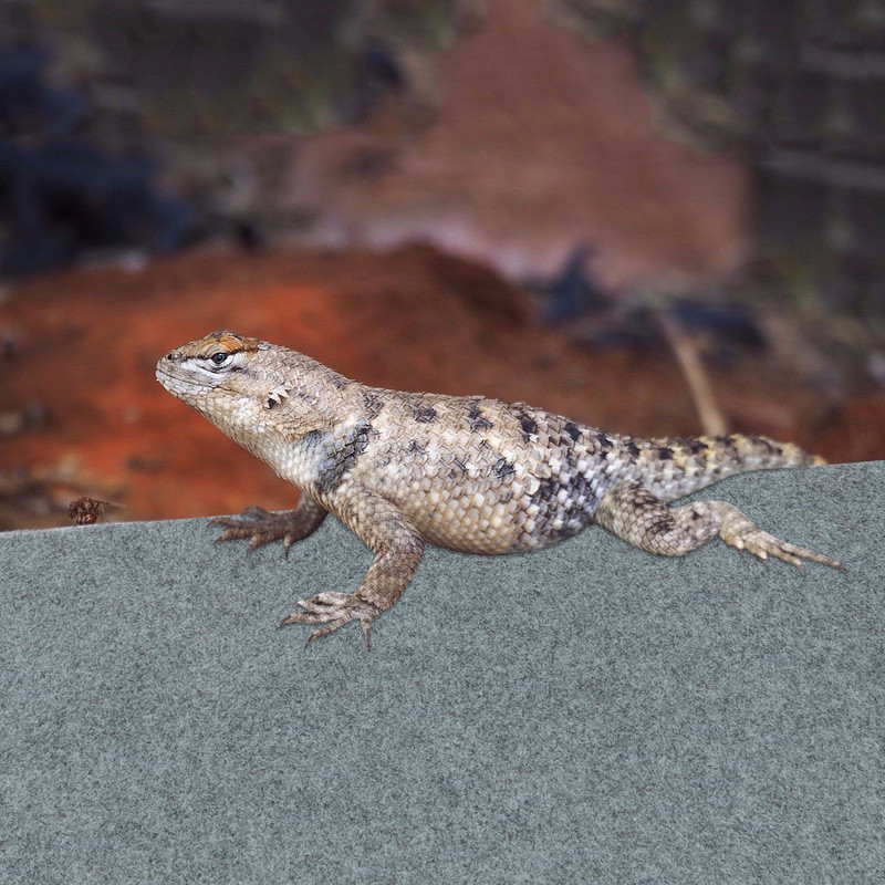 1 τμχ Πολυεστερική θήκη ερπετών Liner Lizard Μοκέτα Πετ Κλουβί Υπόστρωμα Επένδυση Κουτί κατοικίδιων ζώων κάτω χαλάκι ερπετό χαλάκι υλικό χαλί