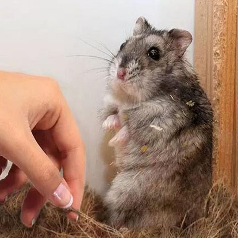 G Natūralus kokoso pluoštas, skirtas paukščių lizdui Paukščių lizdo kokoso laineris paukščių namų priedai Atsargiai