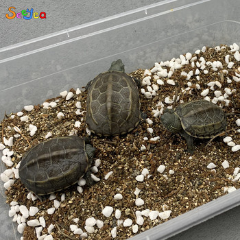 Pet Tortoise Hibernation Mineral Stone Battom Sand Pad Ζεστό αναπνεύσιμο και ενυδατικό κρεβάτι Lizard Snake Reptile Seeyea