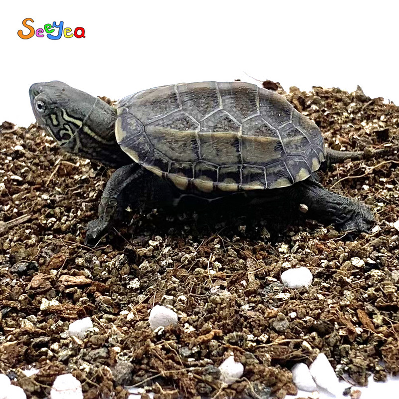 Pet Tortoise Hibernation Mineral Stone Battom Sand Pad Ζεστό αναπνεύσιμο και ενυδατικό κρεβάτι Lizard Snake Reptile Seeyea