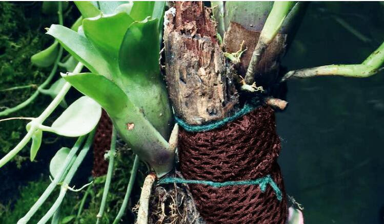 Țesătură din plasă de mușchi Perete de mușchi Teren Separare apă Filtru Media Plasă Vivarium Paludarium Decorare terariu Ecologie pădure tropicală