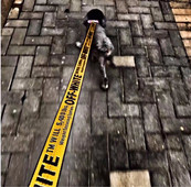 Moodne lemmiklooma koera kaelarihm 1,5 M nailonnöör koera lemmiklooma rihm plii kutsikas Keskmise suurusega koerte kaitsev koer Pukseerimisköis