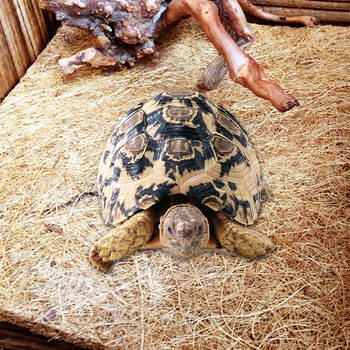Ερπετό σαύρα Ματ από ίνες φοίνικας φυσικής καρύδας Snake Chameleon Turtle Carpet Reptile Supplies Υπόστρωμα ανθεκτικό στην υγρασία