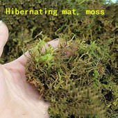 Reptile furnizează tampon de mușchi natural mușchi de apă, broaște țestoasă, broască galbenă, scorpion, păianjen tampon special Animalele de companie care se târăsc pot hiberna