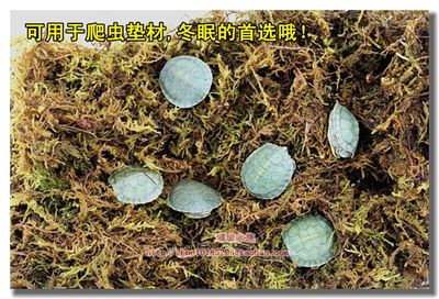 Reptile furnizează tampon de mușchi natural mușchi de apă, broaște țestoasă, broască galbenă, scorpion, păianjen tampon special Animalele de companie care se târăsc pot hiberna