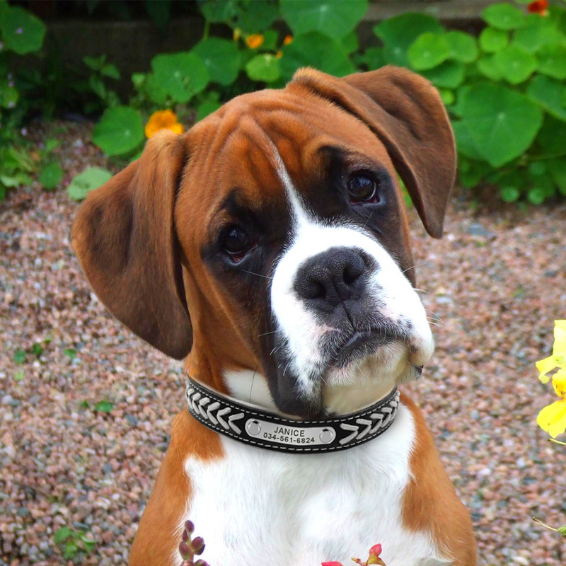 Προσαρμοσμένο δερμάτινο κολάρο σκύλου με πλεκτό όνομα Επιμεταλλωμένο περιλαίμιο σκύλου για μικρό μεσαίο μεγάλο σκυλί Εξατομικευμένο χαραγμένο στο κολάρο Ετικέτες ταυτότητας κατοικίδιων ζώων