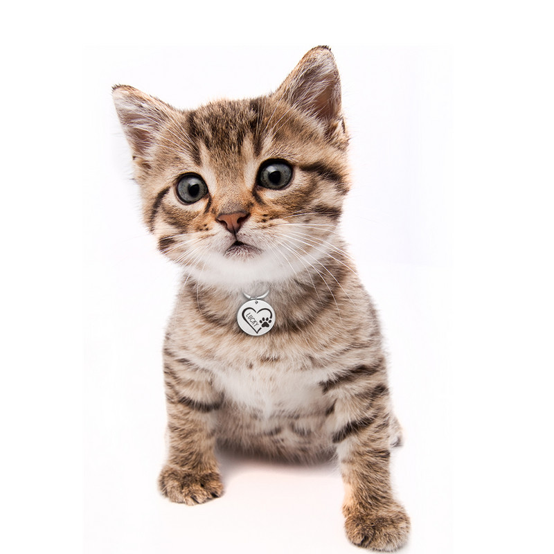 Διπλής όψης Προσαρμοσμένο όνομα Ετικέτες διεύθυνσης Ετικέτες κατοικίδιων σκύλων Κολάρο γάτας Αξεσουάρ Αναγνωριστικό κατοικίδιου Ετικέτες σκύλου Κολάρα από ανοξείδωτο χάλυβα Ετικέτα γάτας