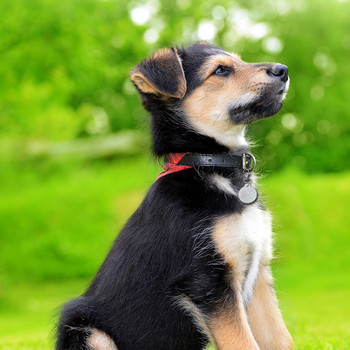 Персонализиран етикет за куче Медал против изгубено домашно куче с гравирано име и адрес Етикети за яка за кучета Аксесоари за кученца Продукти за домашни любимци