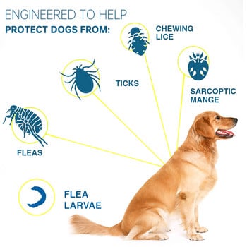 Νέο κολάρο πρόληψης ψύλλων και κροτώνων 8 μηνών Perro για γάτες λουριά σκύλου Απωθητικά κουνουπιών Προϊόντα εντόμων για κουνούπια