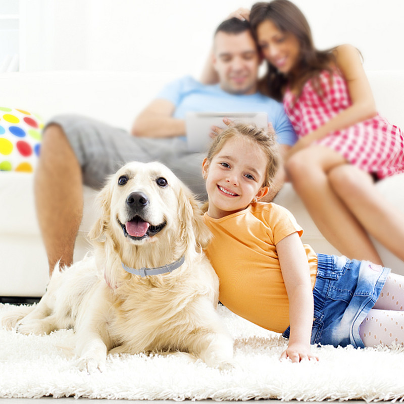 Uus 8-kuuline kirbude ja puukide ennetav kaelarihm Perro kassidele koerarakmed sääsetõrjevahendid putukate sääskede tooted