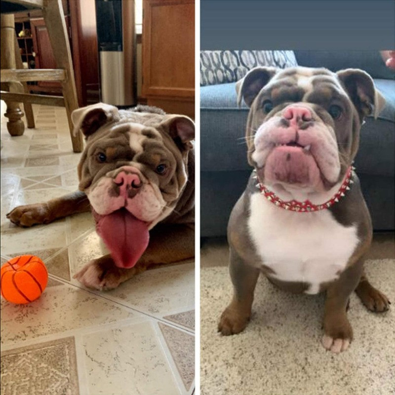 Guler pentru câini cu țepi anti-mușcătură din piele PU pentru câini, căptușit sport, buldog, cățeluș, guler pentru câini mari, articole pentru animale de companie