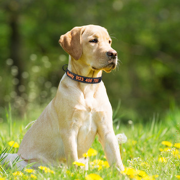 Бродирана персонализирана светлоотразителна яка за кучета, регулируема найлонова име на кученце за домашни любимци