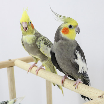 Ξύλινος παπαγάλος Playstand Bird Playground with Ladder Toys Pet Wood Perch Platform και Bird Feeder Cups Bird Life Activity Center