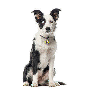 Безплатно гравиране Снимки на етикети за домашни кучета Кученце Котка Котета Кучета Аксесоари за нашийници Име на куче Снимка Етикети Персонализиран ID етикет от неръждаема стомана