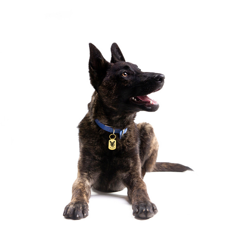 Etichetă personalizată pentru câini pentru pisici Etichete de identificare personalizate pentru animale de companie cu fotografie Etichetă pentru guler pentru câini Cadou pentru cățeluș Accesorii pentru câini pentru pisici Decorare guler