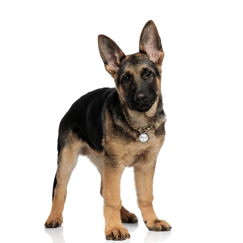 Etichetă pentru animale de companie Cățel, pisică, pisicuță, câini, accesorii pentru guler rotund, etichetă cu mesaj pentru numele câinelui, etichetă personalizată din oțel inoxidabil