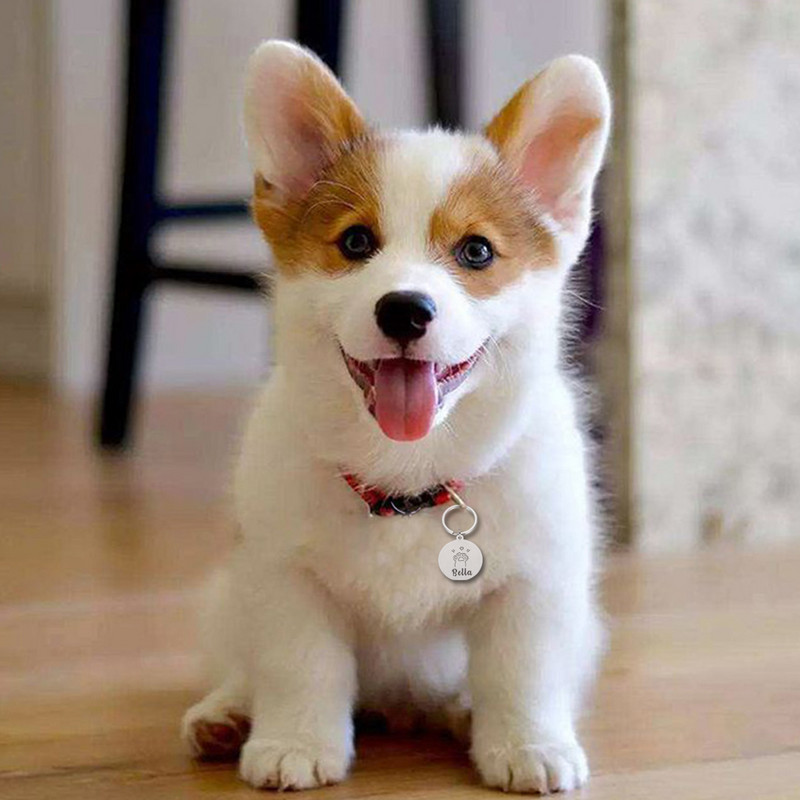 Koera ID nimesilt Isikupärastatud graveeritud silt Kutsikas kassipoeg Lemmikkass kaelarihma tarvikute tarvikud Kohandatud roostevabast terasest ID sildid