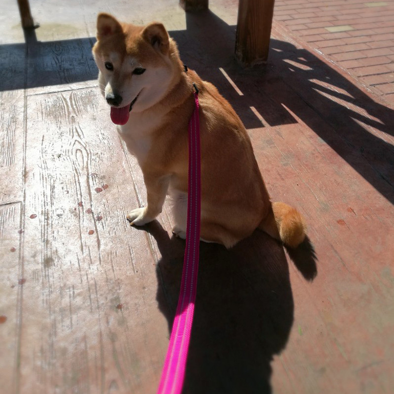 Truelove pehme polsterdatud võrgust koerarihm 3M peegeldav nailonist koerarihm, 11 värvi 110 cm pikkus jalutustreening