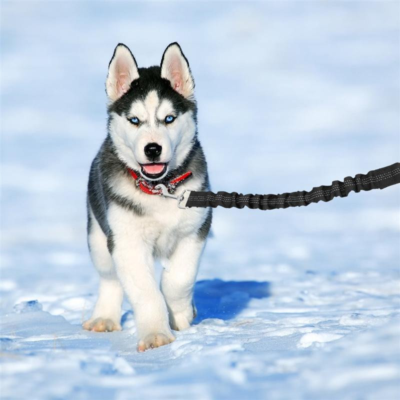 Lesă de extensie pentru câini din nailon, lesă elastică reflectorizantă, lesă bungee pentru câini, guler de ham pentru plimbare și alergare, 37 cm