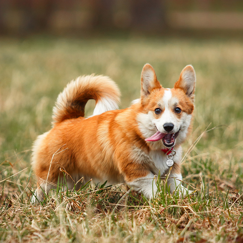 Nume personalizat Etichete de identificare pentru câinele pentru animale de companie Adresă de telefon Etichete de identificare pentru animale de companie de înaltă calitate Plăcuță de identificare din oțel inoxidabil Guler cu pandantiv anti-pierdere