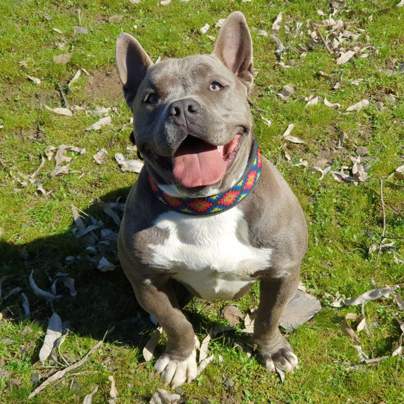 10 culori zgarda reflectorizante pentru caini mari, cu catarama, zgarda reglabila pentru caini mici, mijlocii mari, lesa, lant pentru caini