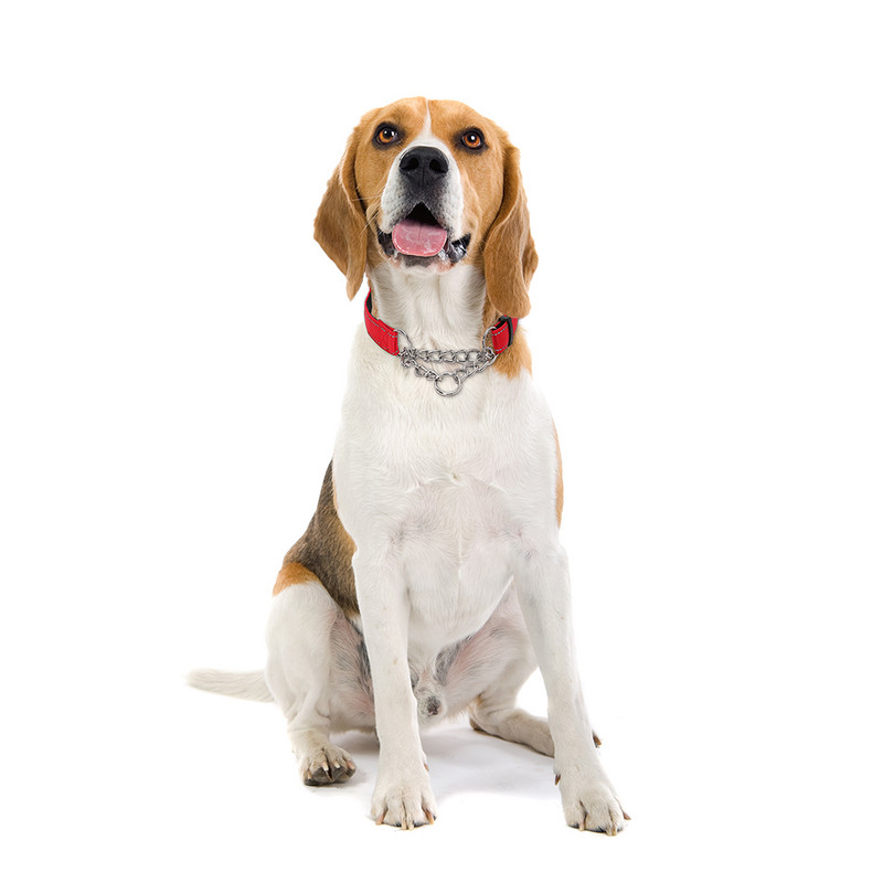 Nerūdijančio plieno grandinės Martingale antkaklis – Nerūdijančio plieno grandinės atspindintis nailono audinys naminių gyvūnėlių antkakliai mažiems vidutinio dydžio šunims