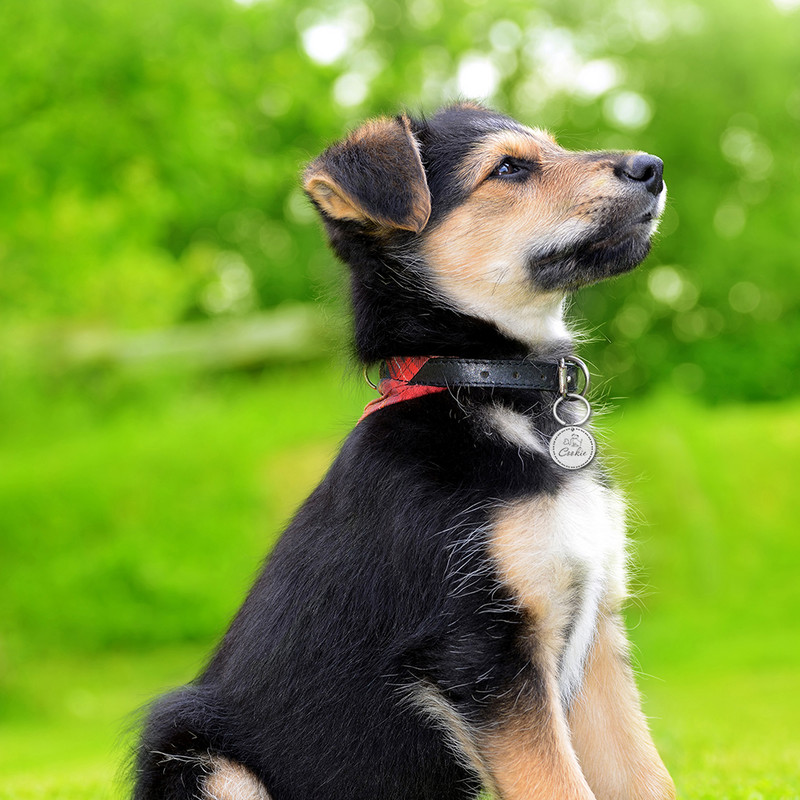 Prilagodljive pseće ogrlice s adresama za pse Medalja s ugraviranim imenom Dodaci za mače Psiće Personalizirana ogrlica za mačke Lanac