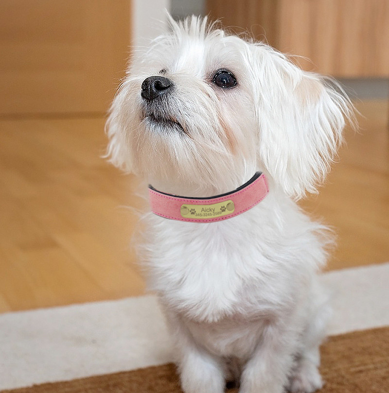 Plăcuță de identificare personalizată Guler de pisică pentru câini Etichetă cu nume de identificare gravată personalizată Guler de câine din piele moale căptușită pentru câini mici, mijlocii mari