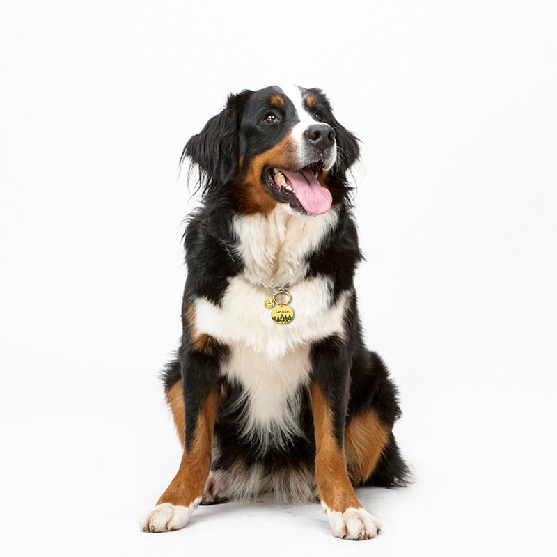 Anti-lost ID oznaka psa Ogrlica za psa Šuma ID ljubimca Ime Broj telefona Personalizirana oznaka za mačku Štene Ogrlica za psa Oznaka s privjeskom