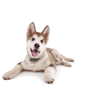Δωρεάν χαραγμένη ετικέτα ταυτότητας σκύλου κατοικίδιων ζώων Εξατομικευμένη ετικέτα ταυτότητας κουταβιού γάτας Αξεσουάρ για κολάρο κατοικίδιων σκυλιών Προσαρμοσμένα σκυλιά Ετικέτες ονομάτων κατά της απώλειας Κρεμαστό