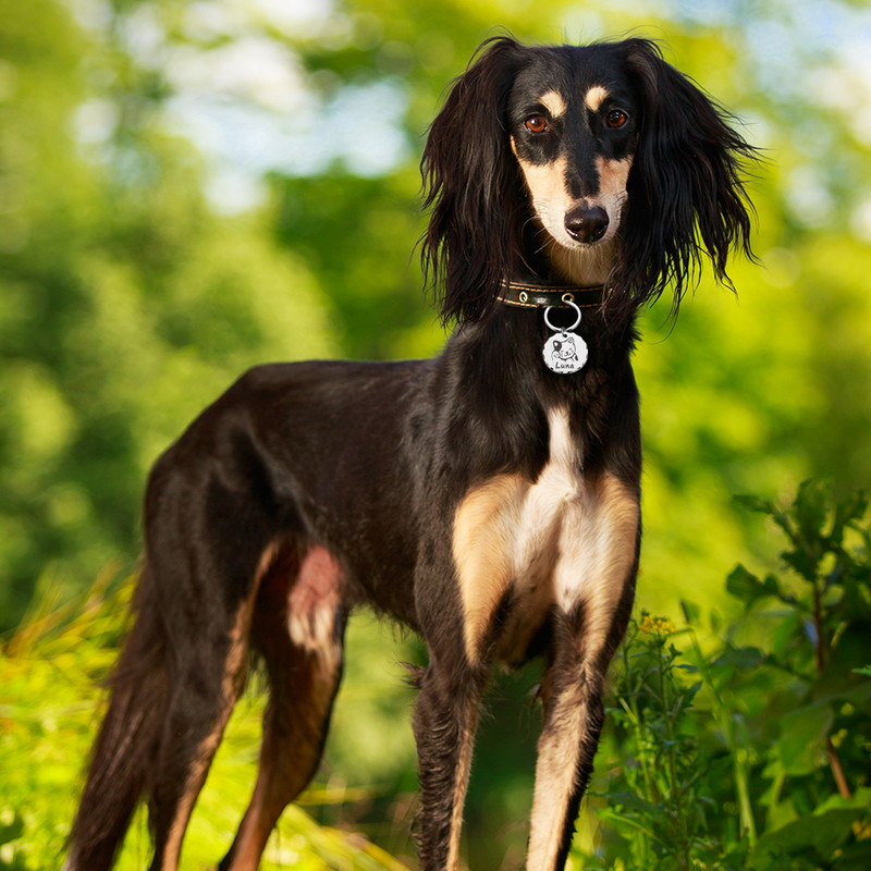 Isikupärastatud koera kaelarihm kassi rakmed kaelakee ID sildid kaotsiminekuvastase koera medali jaoks graveeritud nimenumbriga kassipoja kutsika jaoks