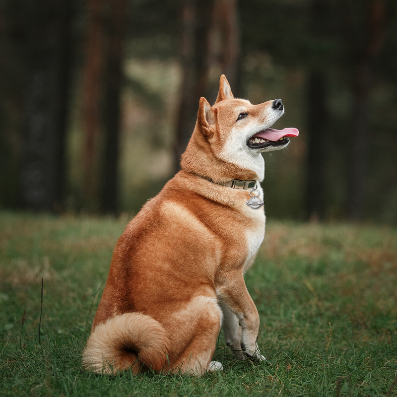Individualizuotos šuns tapatybės žymos, skirtos apsaugoti nuo pasimetimo