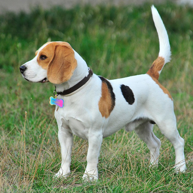Etichete de identificare pentru câini pisici din oțel inoxidabil Etichetă de identificare militară rotundă osoasă personalizată etichete anti-pierdere gravate Accesorii personalizate pentru guler pentru animale de companie