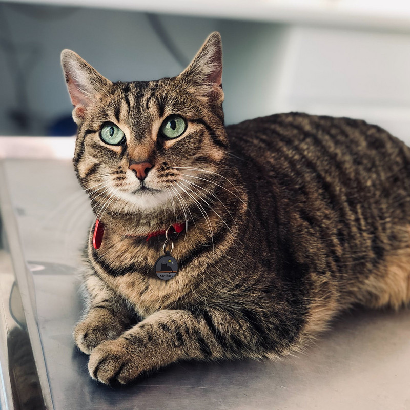 Accesorii personalizate pentru guler pentru etichetă de identificare pentru câine pentru animale de companie, pisică, colier gravat personalizat, articole de farmec pentru etichete pentru câine, produse cu nume