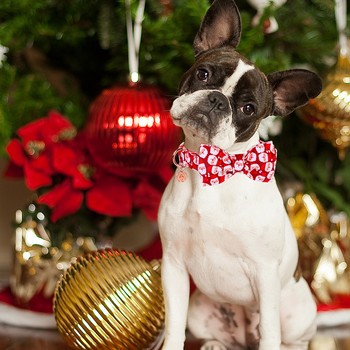 Уникален стил Лапи Персонализиран коледен нашийник за куче с панделка Червен нашийник за куче на Дядо Коледа Нашийник за куче с цветя Голямо средно малко куче