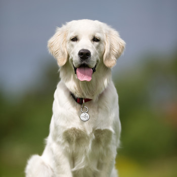 Персонализиран идентификационен етикет за куче Гравиране на нашийник за куче Талисман за домашни любимци Име ID етикети за кучета Колие с висулка Кученце Нашийници от неръждаема стомана