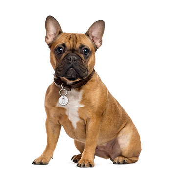 Εξατομικευμένο μετάλλιο ταυτότητας σκύλων με χαρακτική πινακίδα για γάτα σκύλου Επιλέξτε μοτίβο Ετικέτες ταυτότητας κατά της απώλειας Εξατομικευμένη ετικέτα για κολάρο κουταβιού για κατοικίδια