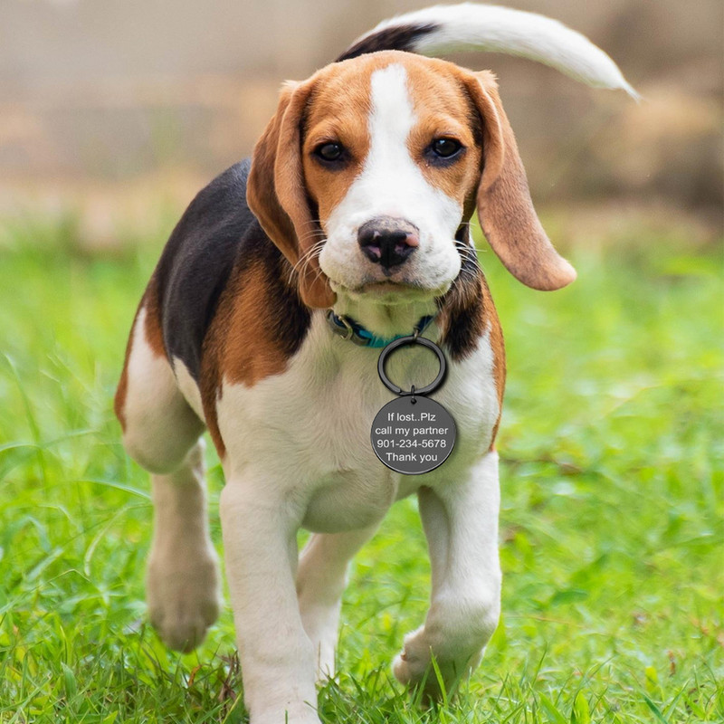 Προσαρμοσμένο όνομα Ετικέτες διεύθυνσης κατοικίδιου σκύλου Ετικέτες κολάρο γάτας Αξεσουάρ Διακόσμηση Ταυτότητα κατοικίδιων ετικέτες σκύλου Κολάρα από ανοξείδωτο ατσάλι Ετικέτα γάτας