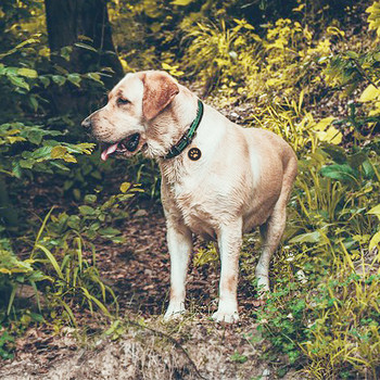 Εξατομικευμένη ετικέτα ταυτότητας για κατοικίδια γάτα σκύλου Προσαρμοσμένη χαραγμένη ετικέτα Όνομα σκύλου Διεύθυνση τηλεφώνου Χρυσό μεταλλικό πόδι Ετικέτες σκύλου Αξεσουάρ σκύλου κουταβιού μπουλντόγκ