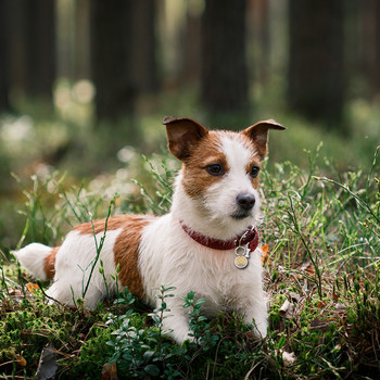Προσαρμόσιμο γιακά σκύλου Ετικέτες διεύθυνσης για σκύλους Μετάλλιο με χαρακτικό όνομα Αξεσουάρ γατάκι κουταβιού Εξατομικευμένη αλυσίδα κολιέ γάτας