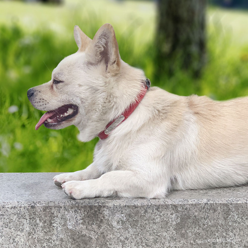 Μαλακό δερμάτινο περιλαίμιο σκύλου Εξατομικευμένο κολάρο για κουτάβι για γάτα Προσαρμοσμένο κολάρο με όνομα κατοικίδιου, Δωρεάν χάραξη για μικρά μεσαία σκυλιά Τσιουάουα