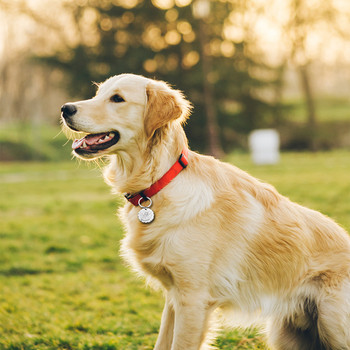 Персонализиран адрес за нашийник за кучета ID етикети за кучета Медал с гравирано име Персонализирано коте Кученце Аксесоари Колие Верига