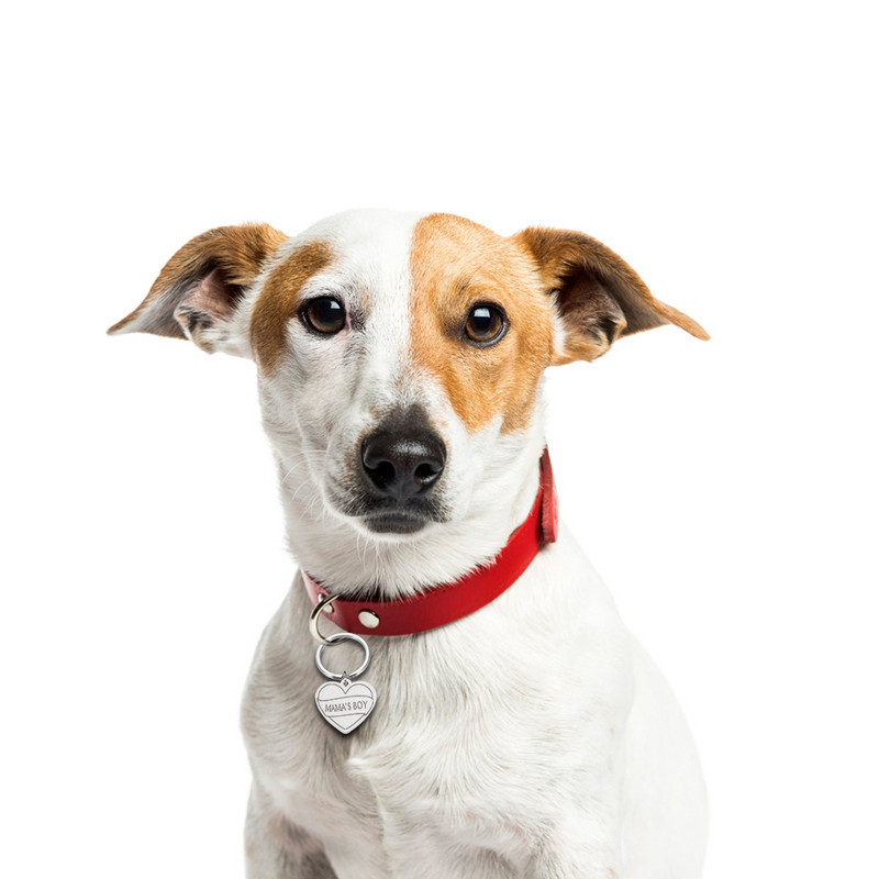 Etichete de identificare pentru animale de companie gravate gratuite Etichetă personalizată pentru animale de companie pentru pisici Câini Guler cu nume pentru animale de companie Guleruri personalizate pentru identificare cu nume Accesorii pentru animale 