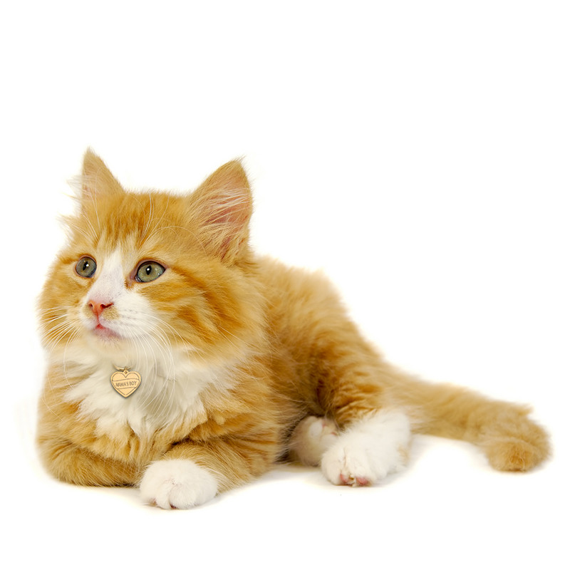 Etichete de identificare pentru animale de companie gravate gratuite Etichetă personalizată pentru animale de companie pentru pisici Câini Guler cu nume pentru animale de companie Guleruri personalizate pentru identificare cu nume Accesorii pentru animale 