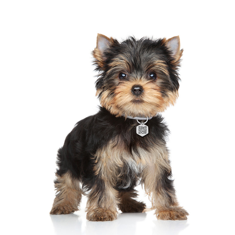 Animale de companie personalizate Guler pentru câini Etichete cu cod QR Număr de contact personalizat și cod pentru cățeluș Guler de pisicuță Plăcuță de identificare pentru câine de companie anti-pierdere