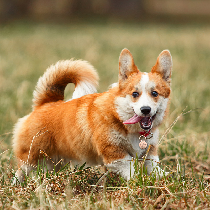 Etichetă de identificare pentru animale de companie gravată gratuită, personalizată, anti-pierdere, nume, nume de identificare pentru animale de companie, pisica, cățeluș, etichetă pentru câini, breloc cu pandantiv, accesorii pentru animale de companie