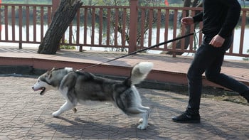 Стоки за домашни любимци Разходка на едро с кучета, бягане, дърпане, дърпане, сутрешно бягане на кучета, каишка, директна фабрична доставка