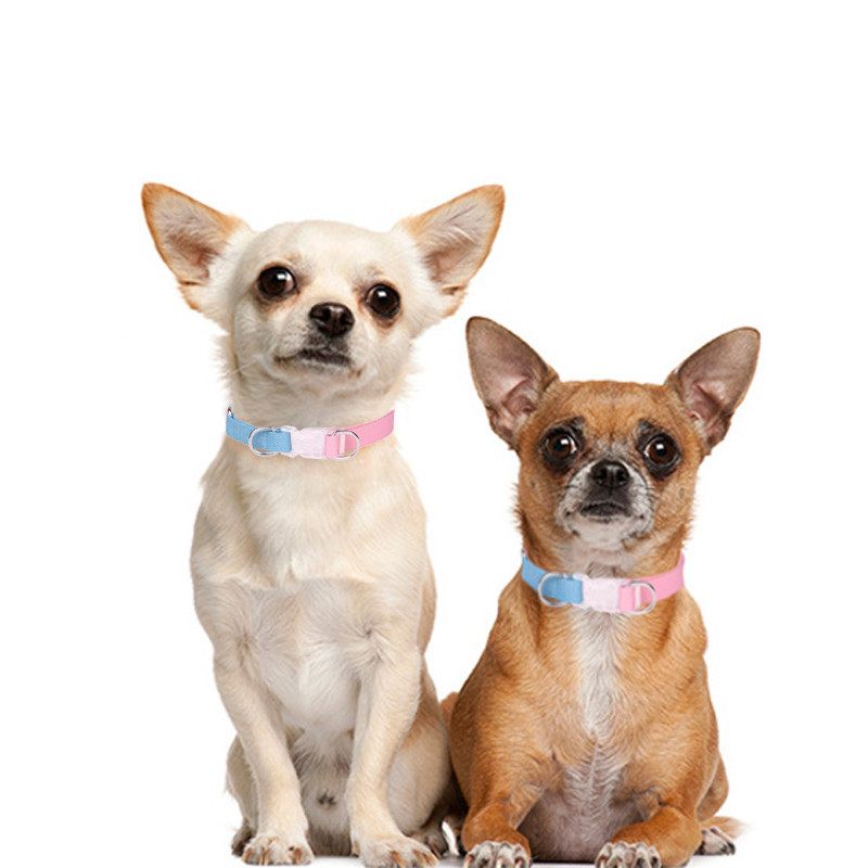 Μακαρόν κολάρο χρώματος γιακά κατοικίδιων ζώων διαφανές ένθετο πόρπη γιακά σκύλου λουρί σκύλου διπλό δαχτυλίδι έλξη δεν είναι εύκολο να σπάσει