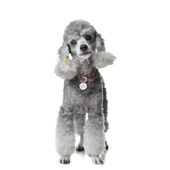 Персонализирано гравиране Етикети с имена на домашни кучета Персонализиран етикет с идентификатор на кученце Нашийник за кучета Табелка с име Анти-загубен метален ключодържател Аксесоари