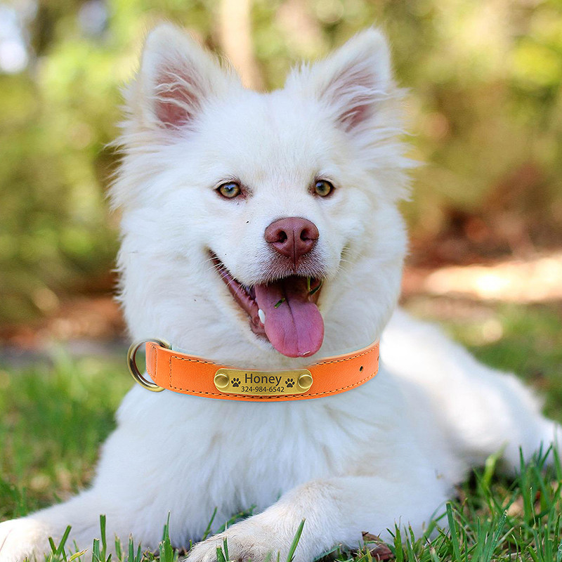 Εξατομικευμένο δερμάτινο κολάρο με όνομα σκύλου με επένδυση για μικρό μεσαίο μεγάλο σκύλο Προσαρμοσμένο χαραγμένο μαλακό άνετο κολάρο για σκύλους κατοικίδιων ζώων